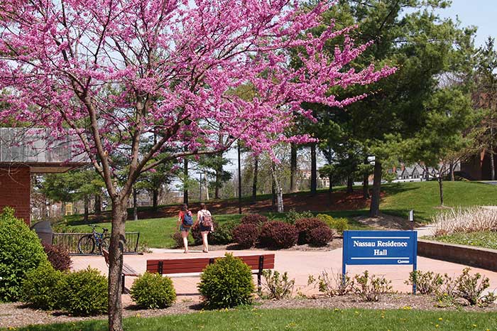 A vibrant spring scene on campus features a large tree with bright pink blossoms in the foreground, framing a view of two students walking along a paved path. A blue sign identifies the nearby building as "Nassau Residence Hall." The landscape includes rolling green hills, a wooden park bench, and several evergreen trees under a clear sky.