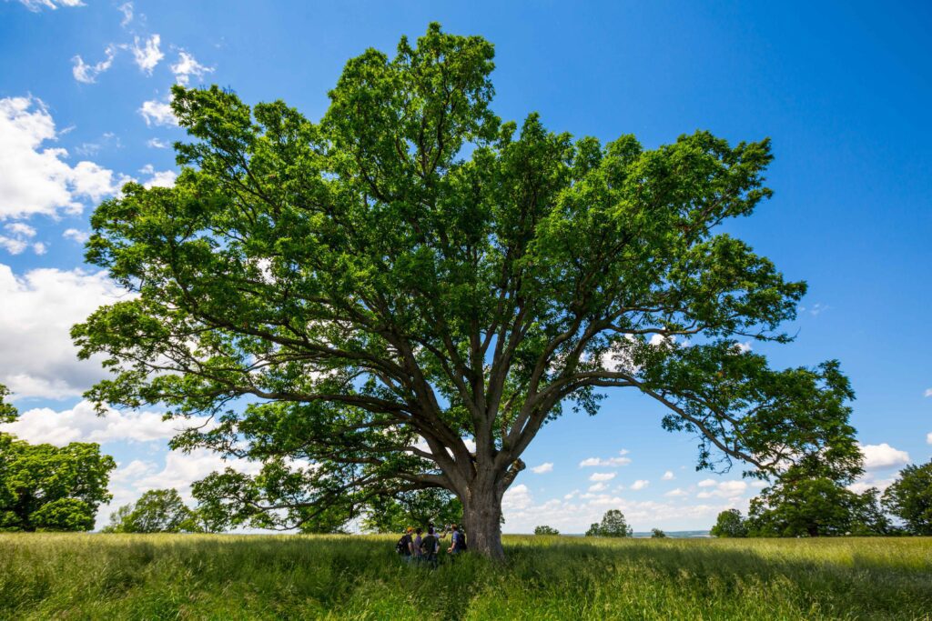 White Oak field research (SUNY Geneseo/Keith Walters '11)