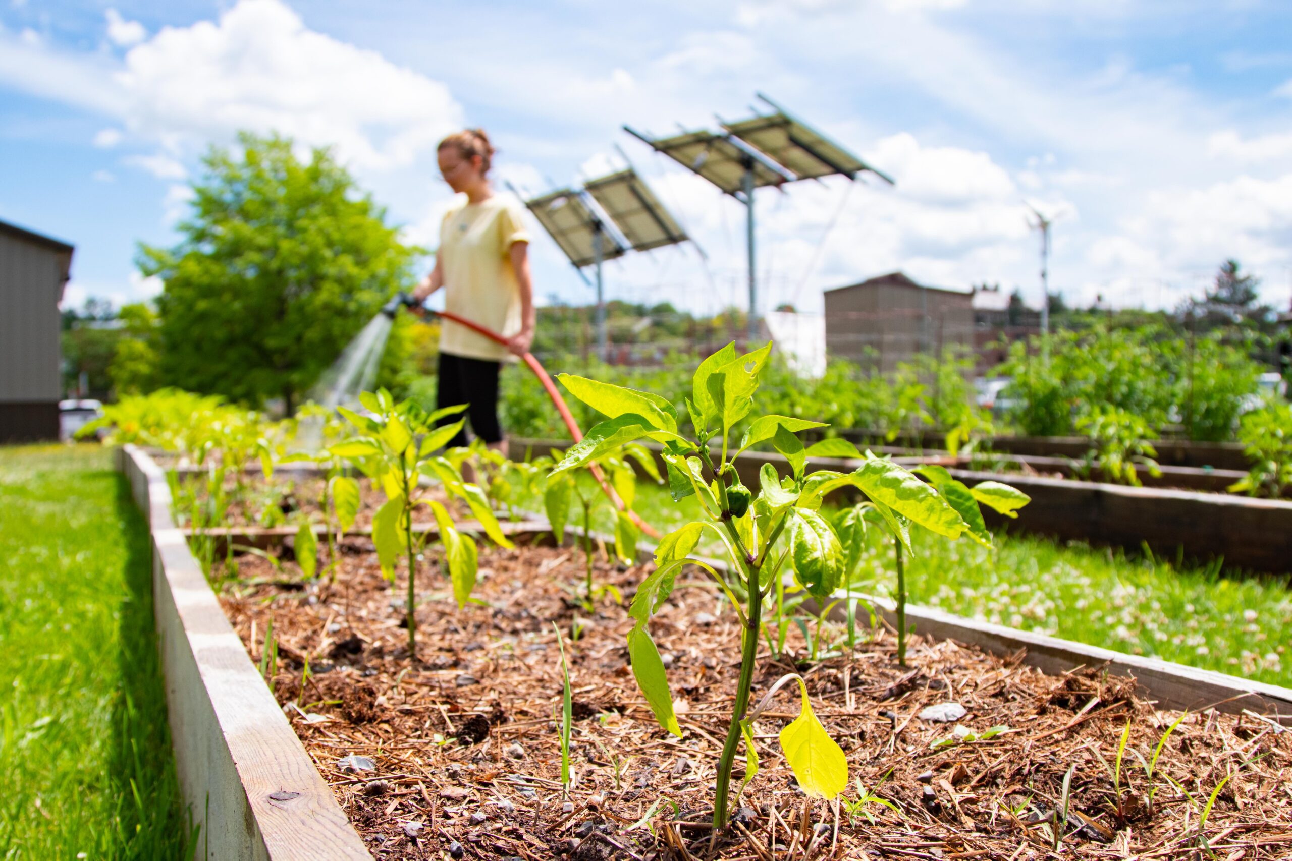 A student waters a plant in the eGarden in a file photo.