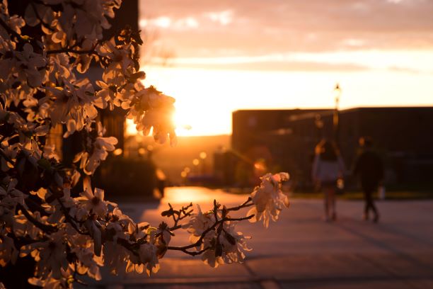 Buds in foreground_web Tree budding at sunset on Geneseo's campus