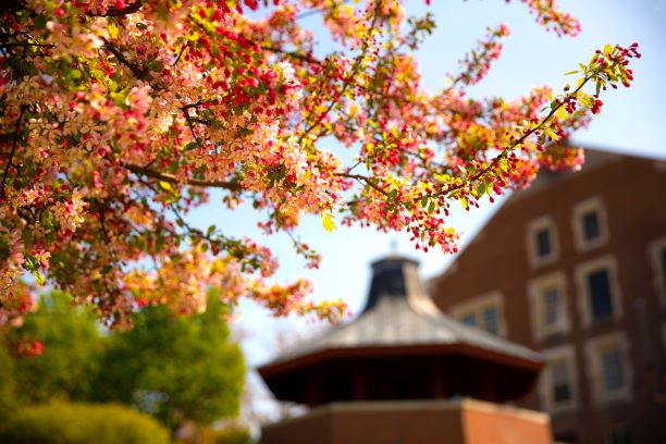 Tree in front of Gazebo_for web Budding tree in front of the gazebo on Geneseo's campus