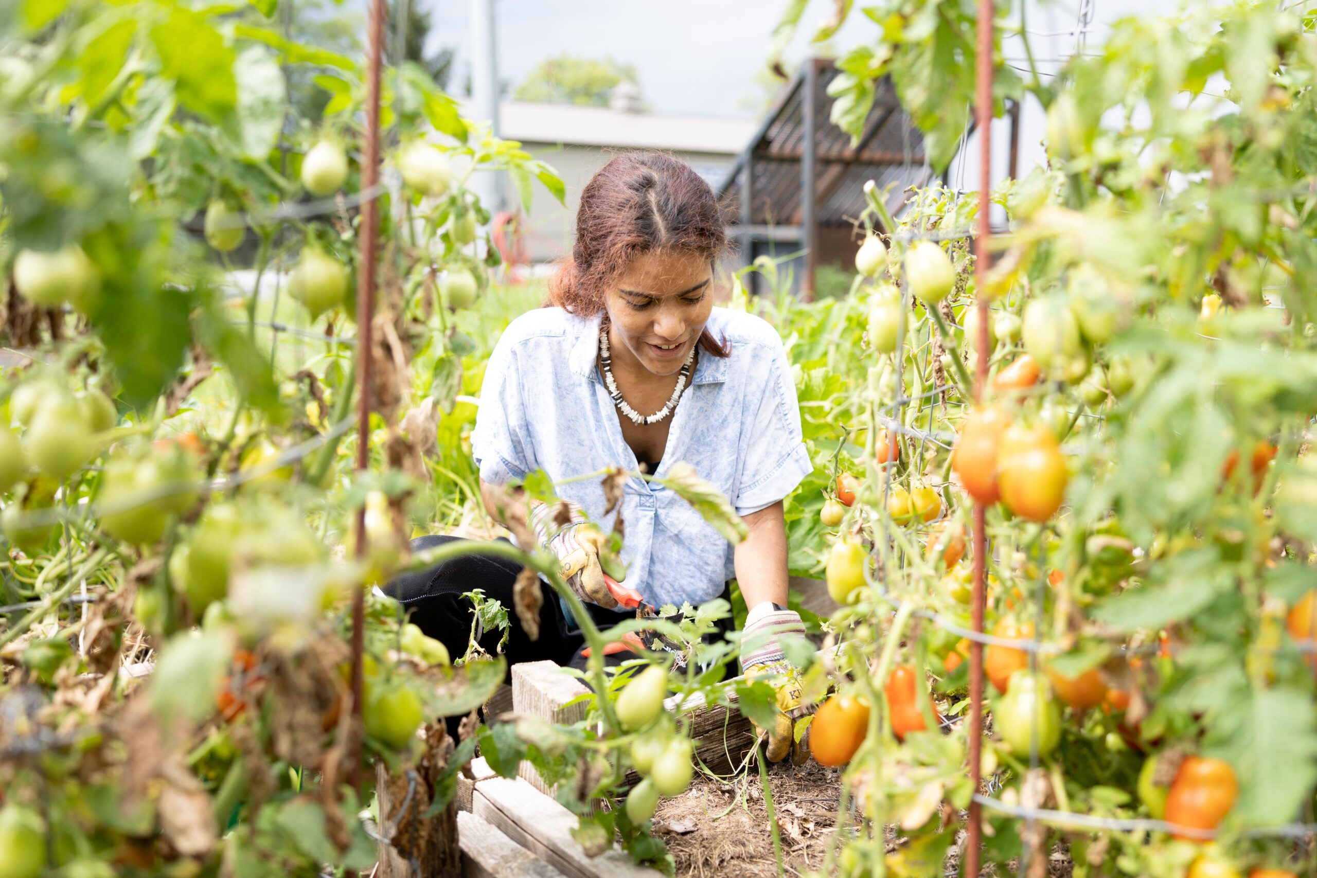 Student tending to tomatoes