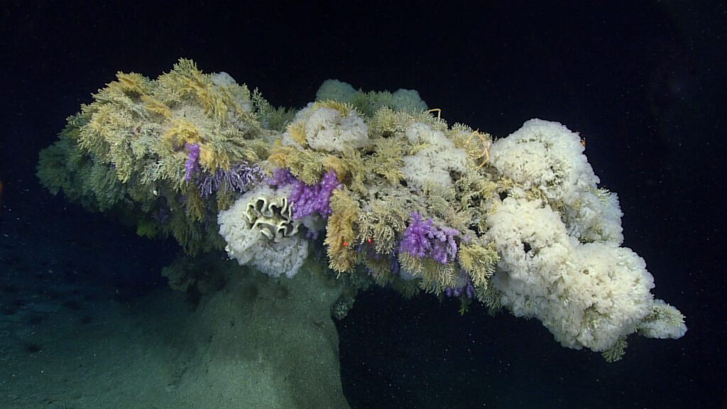 Unusual umbrella-shaped pillar feature covered in deep-sea corals and sponges