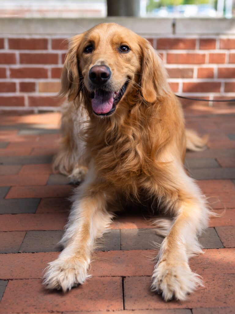 Rose the Therapy Dog lying on bricks