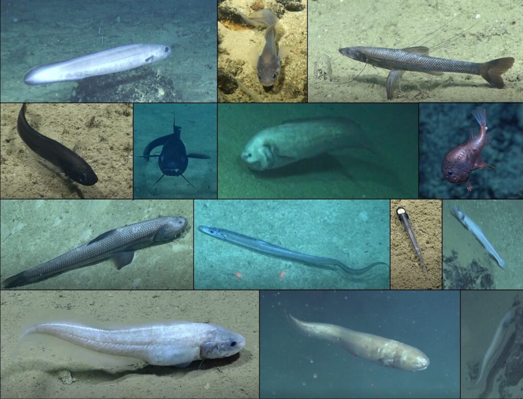 Photo Alt Text: Photographs of fourteen example fishes found from depths 800 to greater than 6000 meters in the present study. Fishes are less diverse in color and form than the shallower-living species, with most species elongate and brown in color.